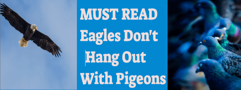 eagles and pigeons